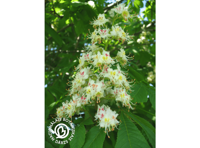Aesculus hippocastanum